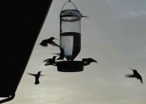 Best-1 Humming Bird Feeder